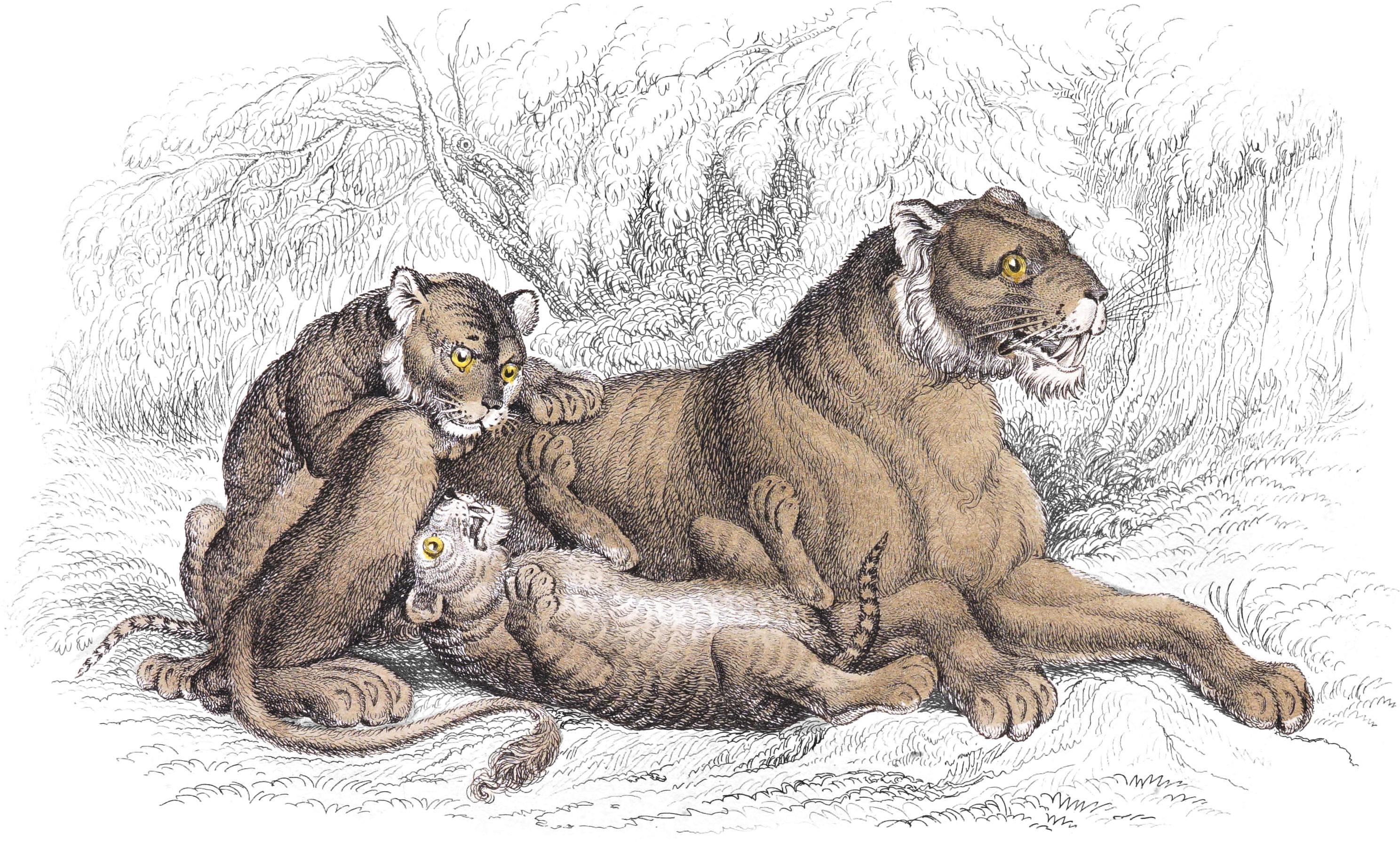 Plate III