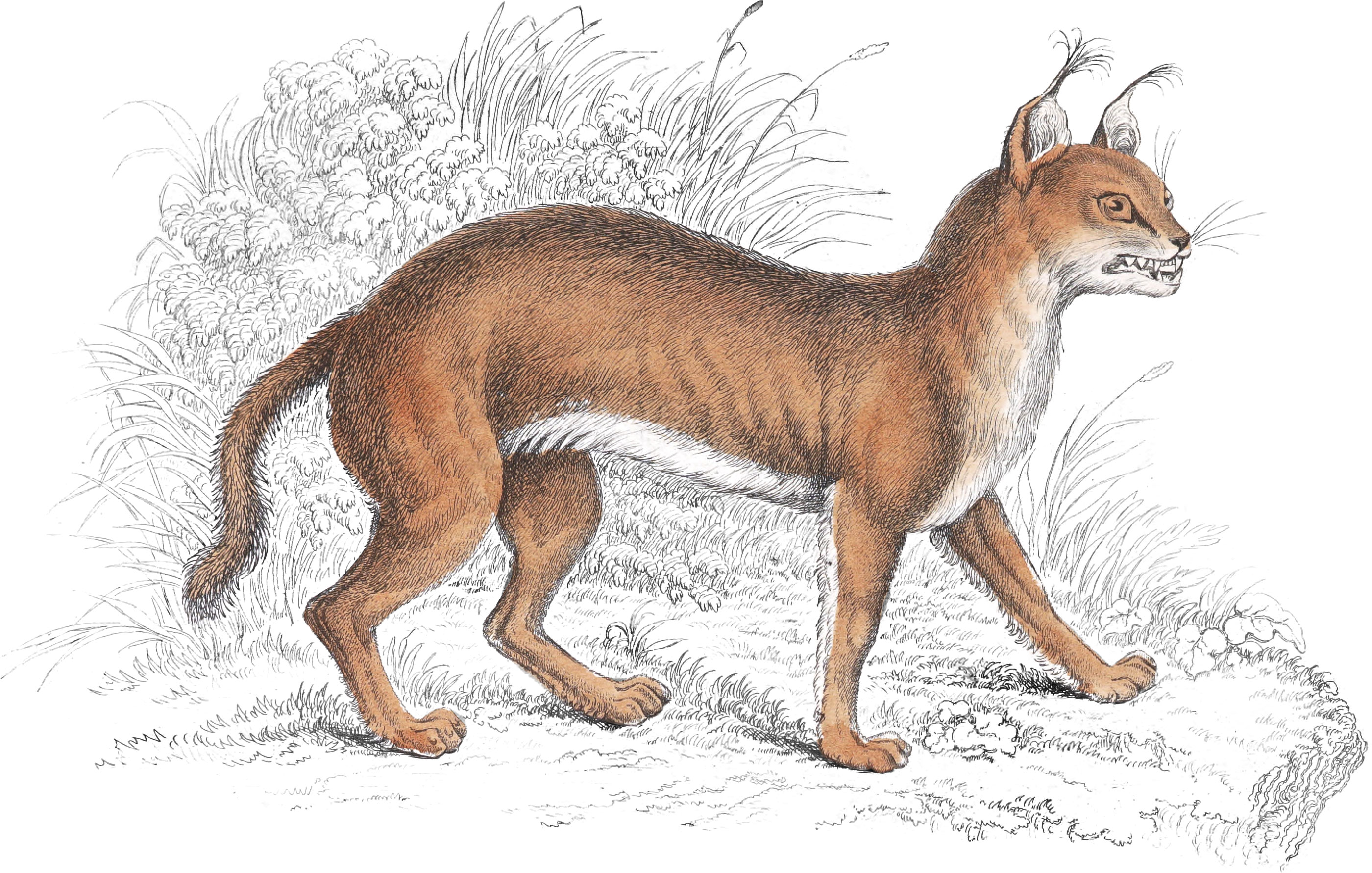 Caracal