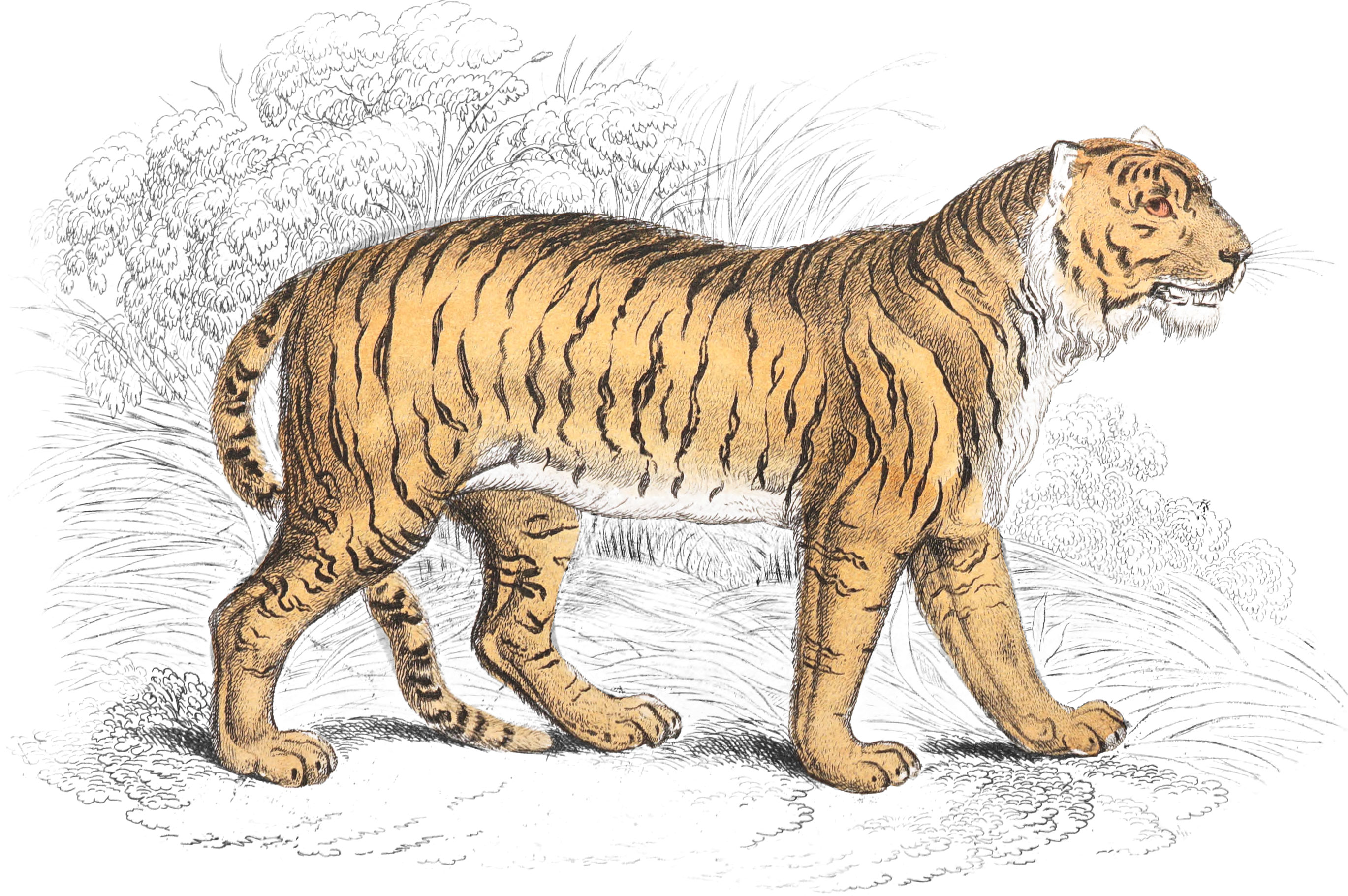 Tiger