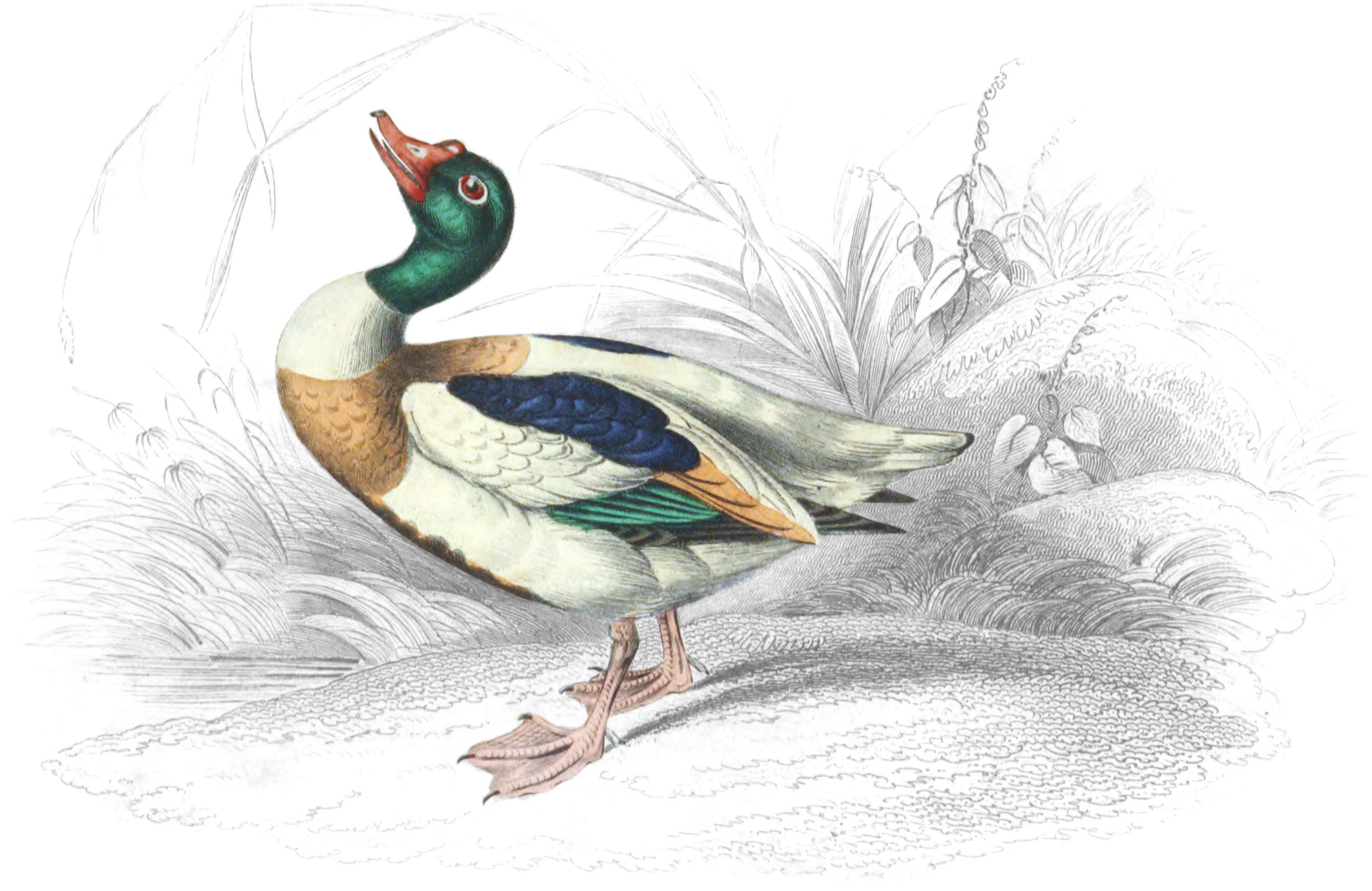 Common Sheildrake