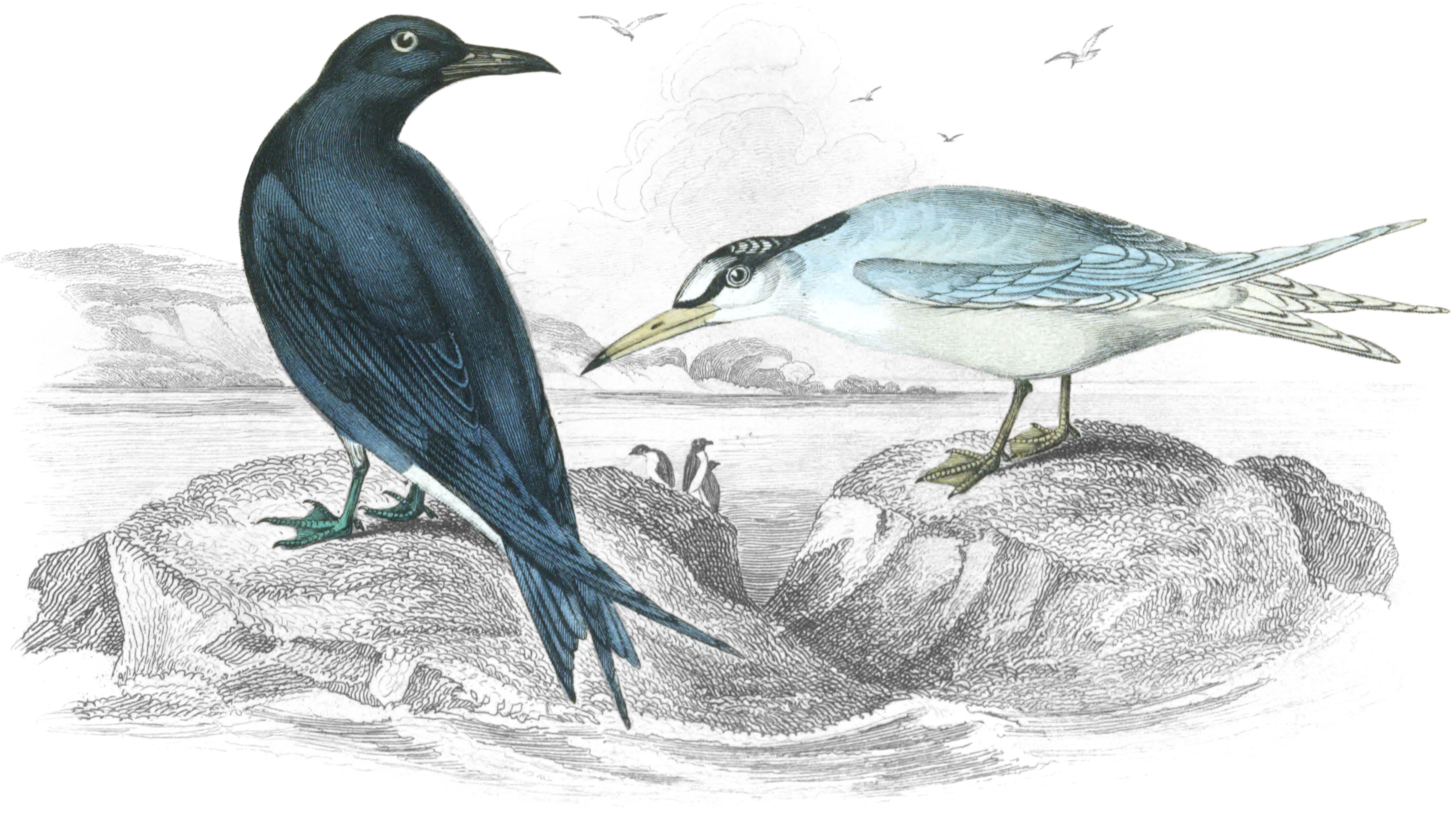 Black & Lesser Terns
