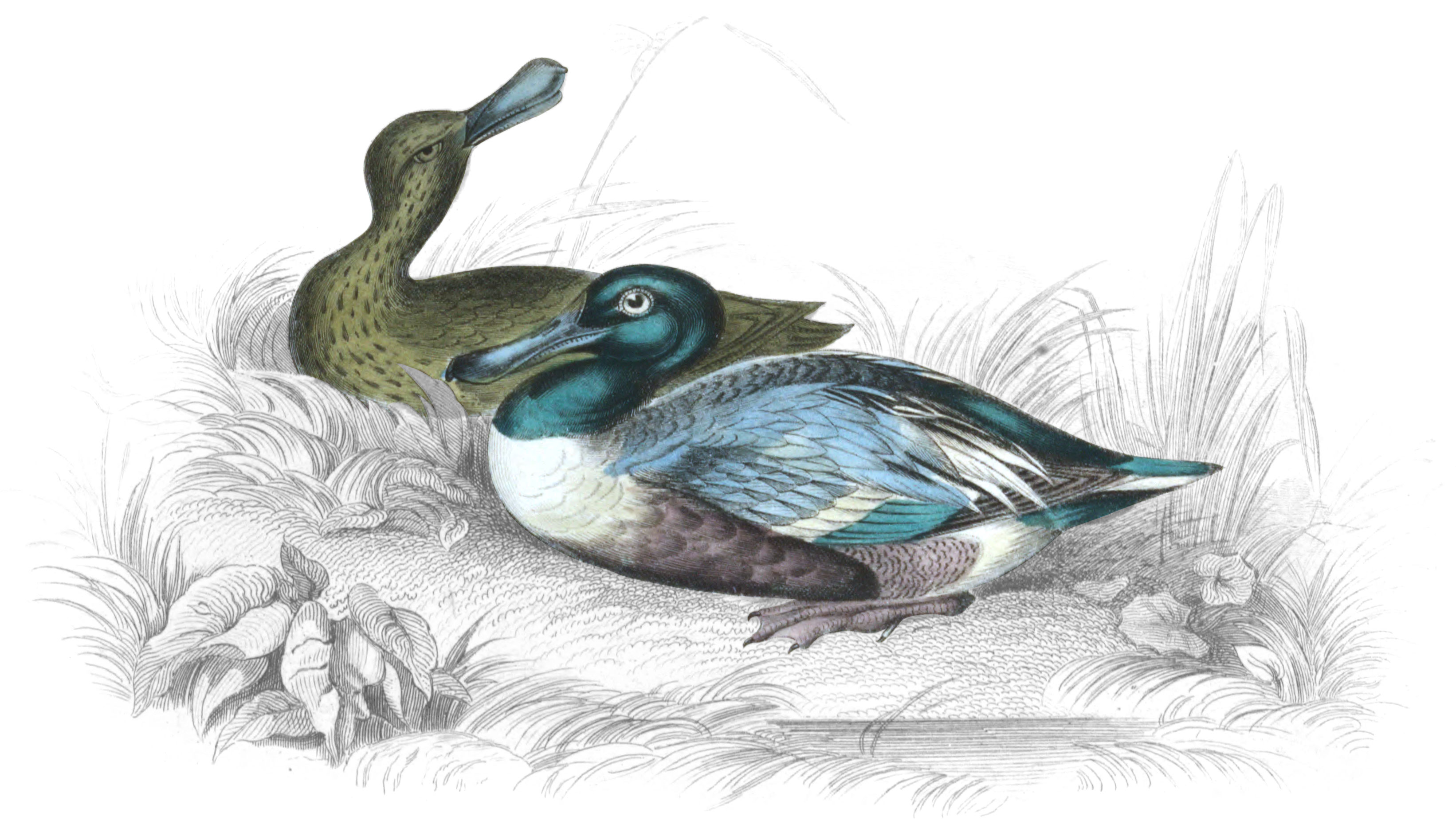 Common Shoveller