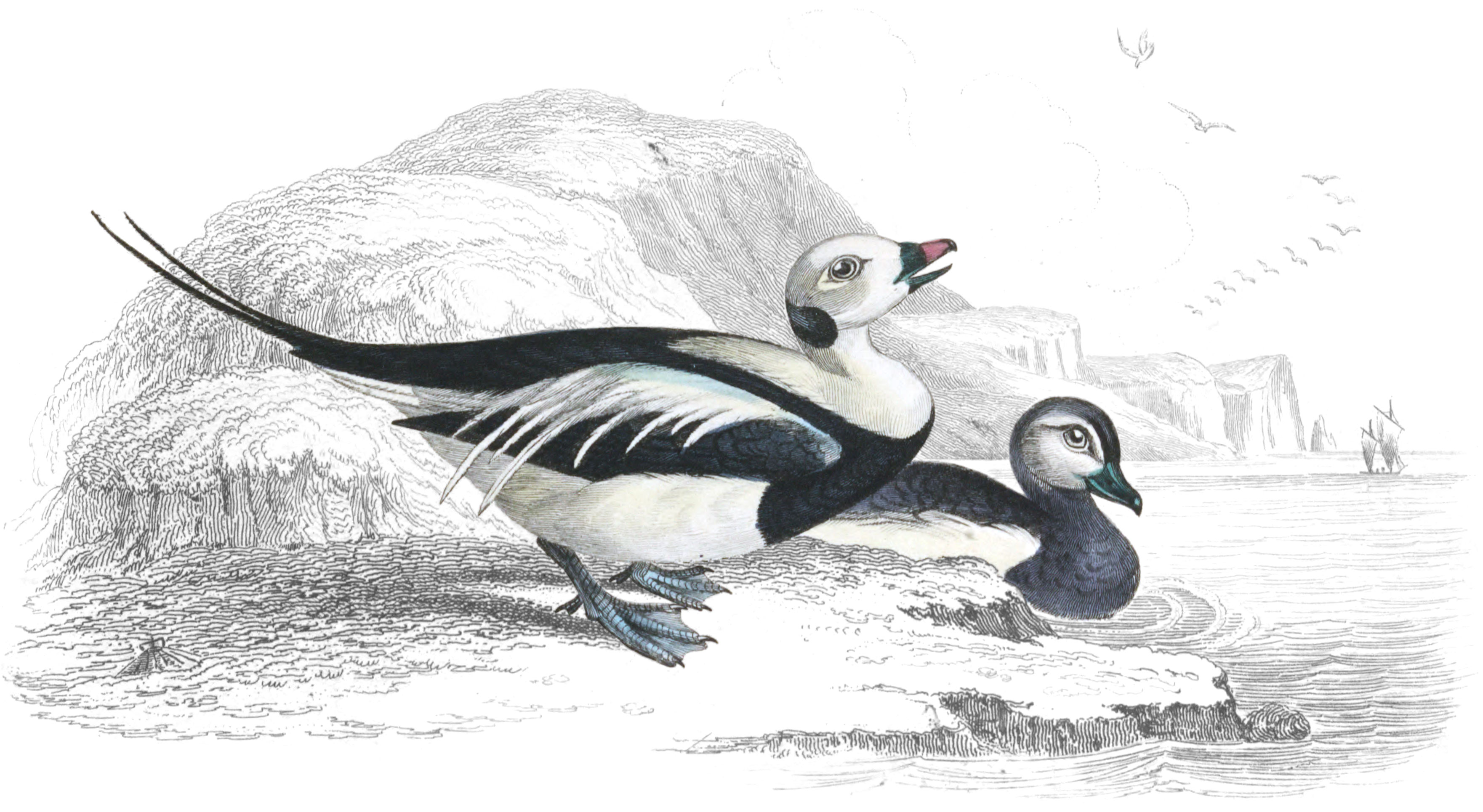 Long-Tailed, or Northern Hareld