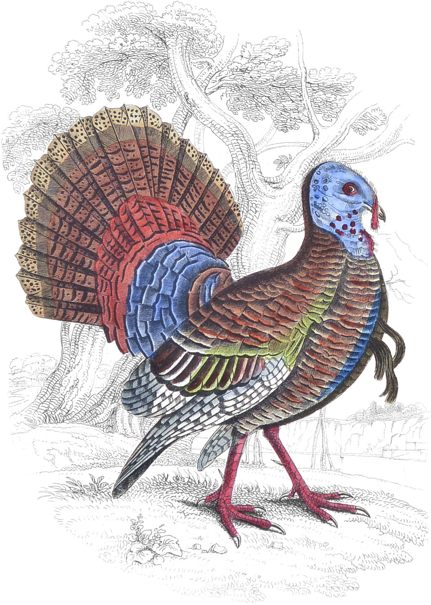 Turkey