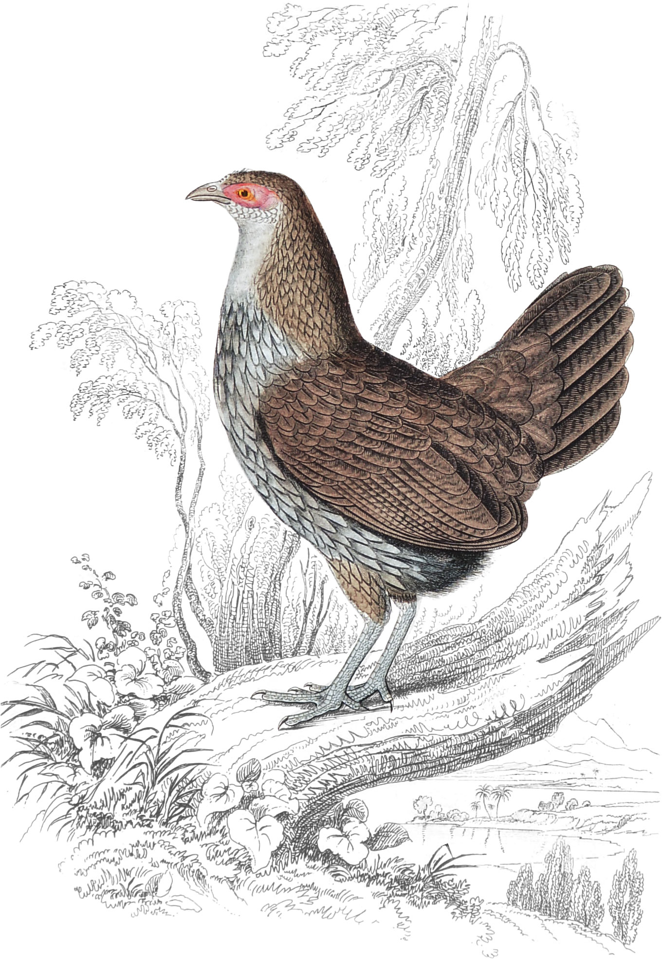 Sonnerat’s Wild Cock (Female)