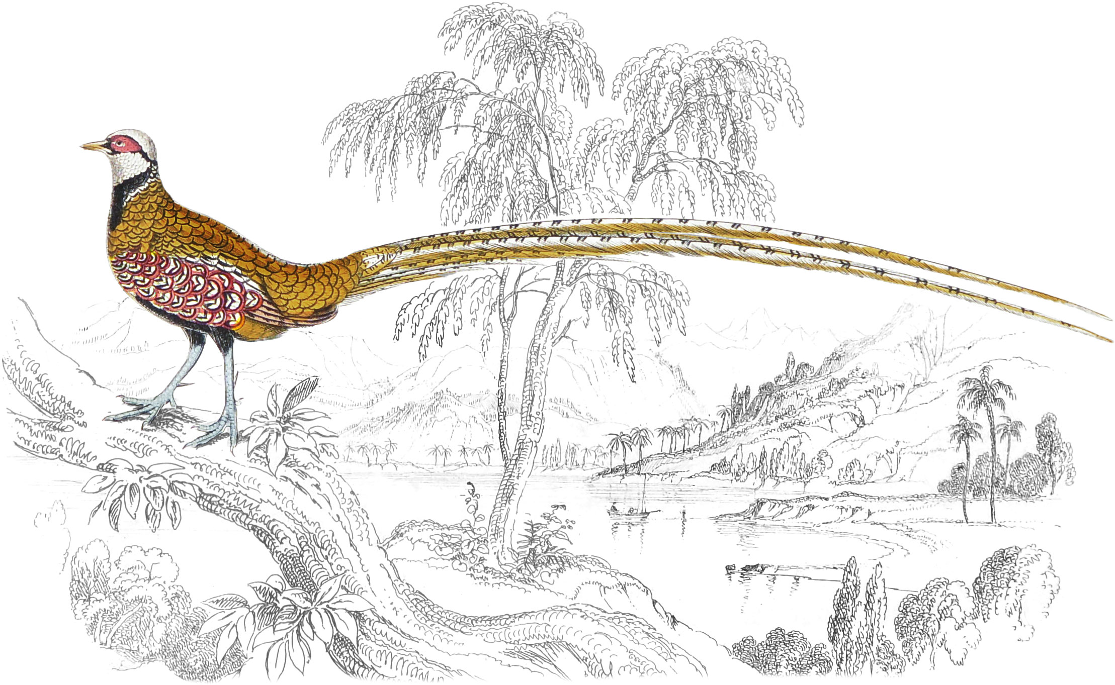 Barred-Tailed Pheasant