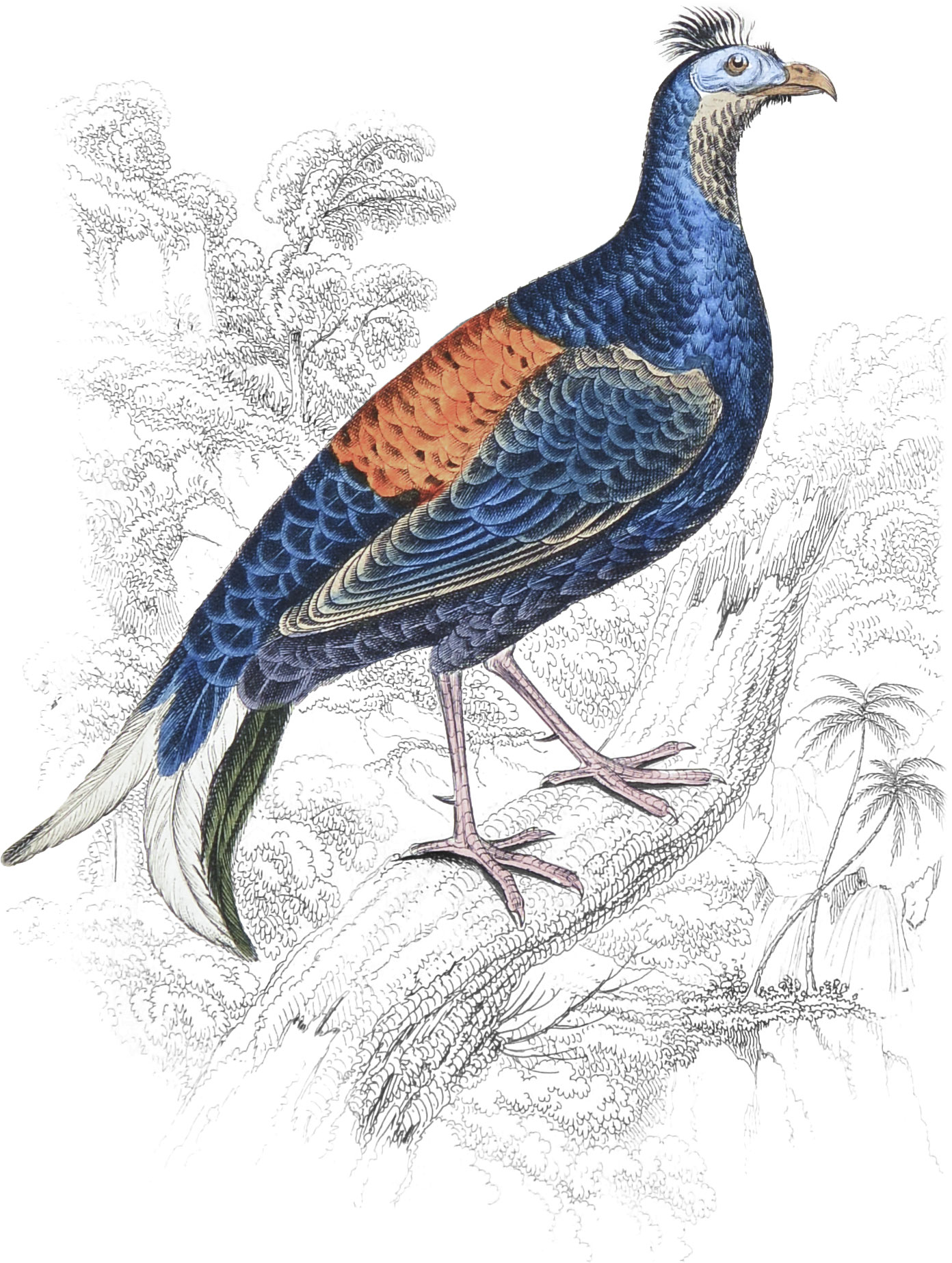 Macartney Cock (Male)