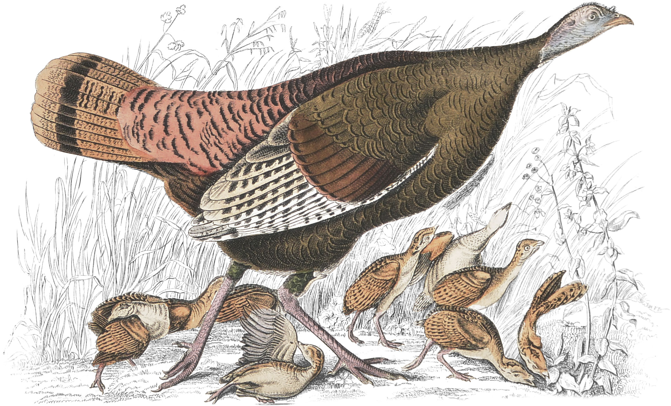 Turkey (Female and Young)