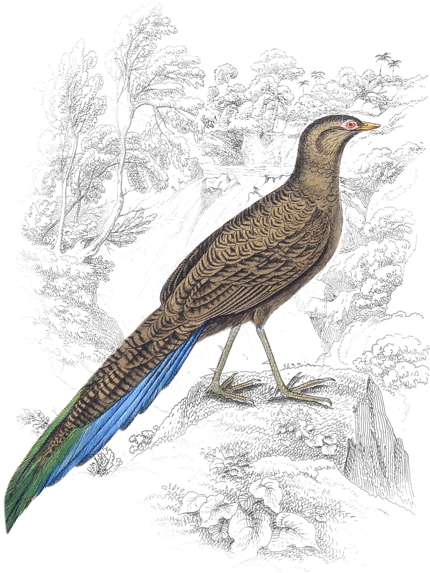 Long-Tailed Polyplectron