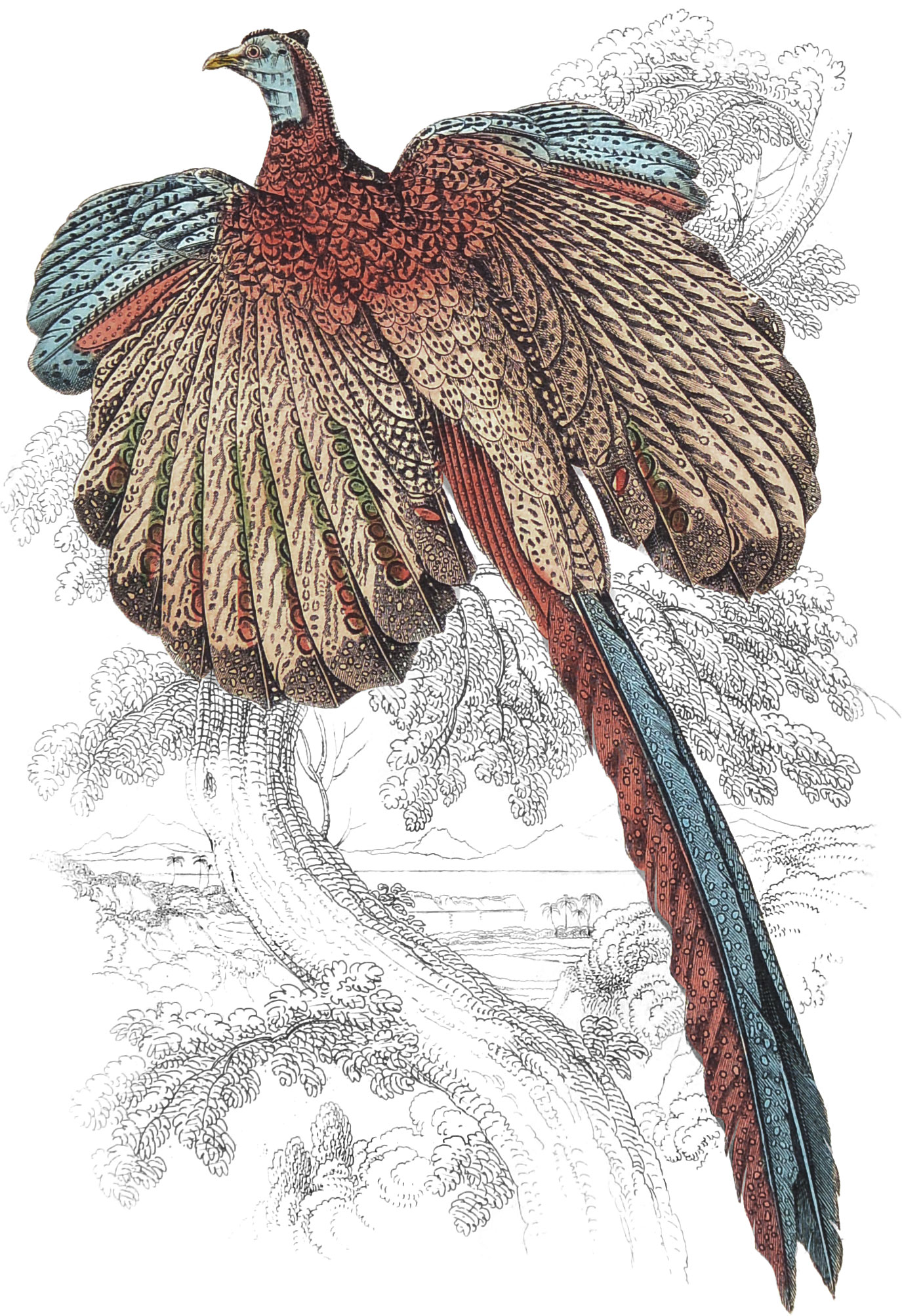 Argus Pheasant, or Gigantic Argus