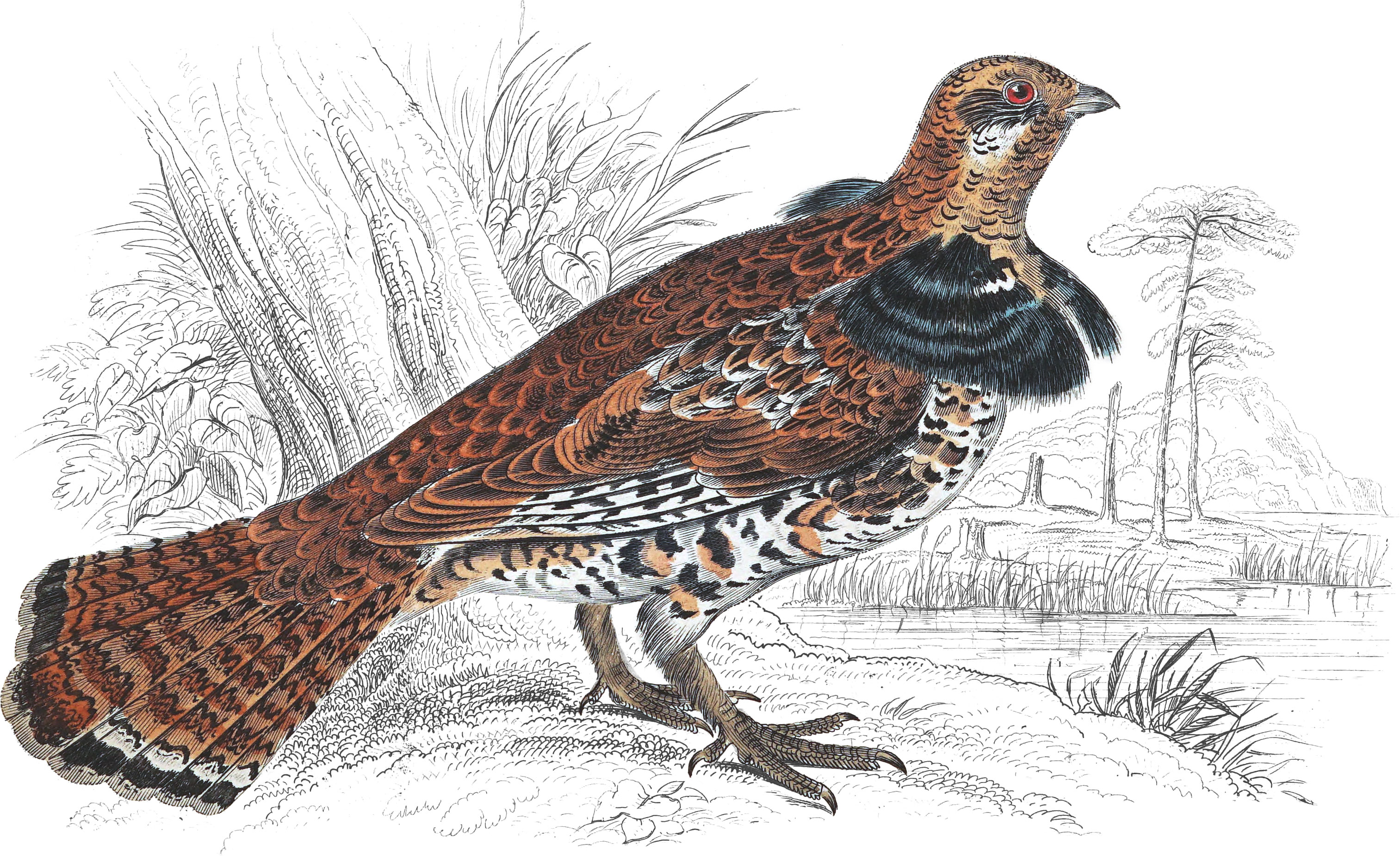 Ruffed Grouse