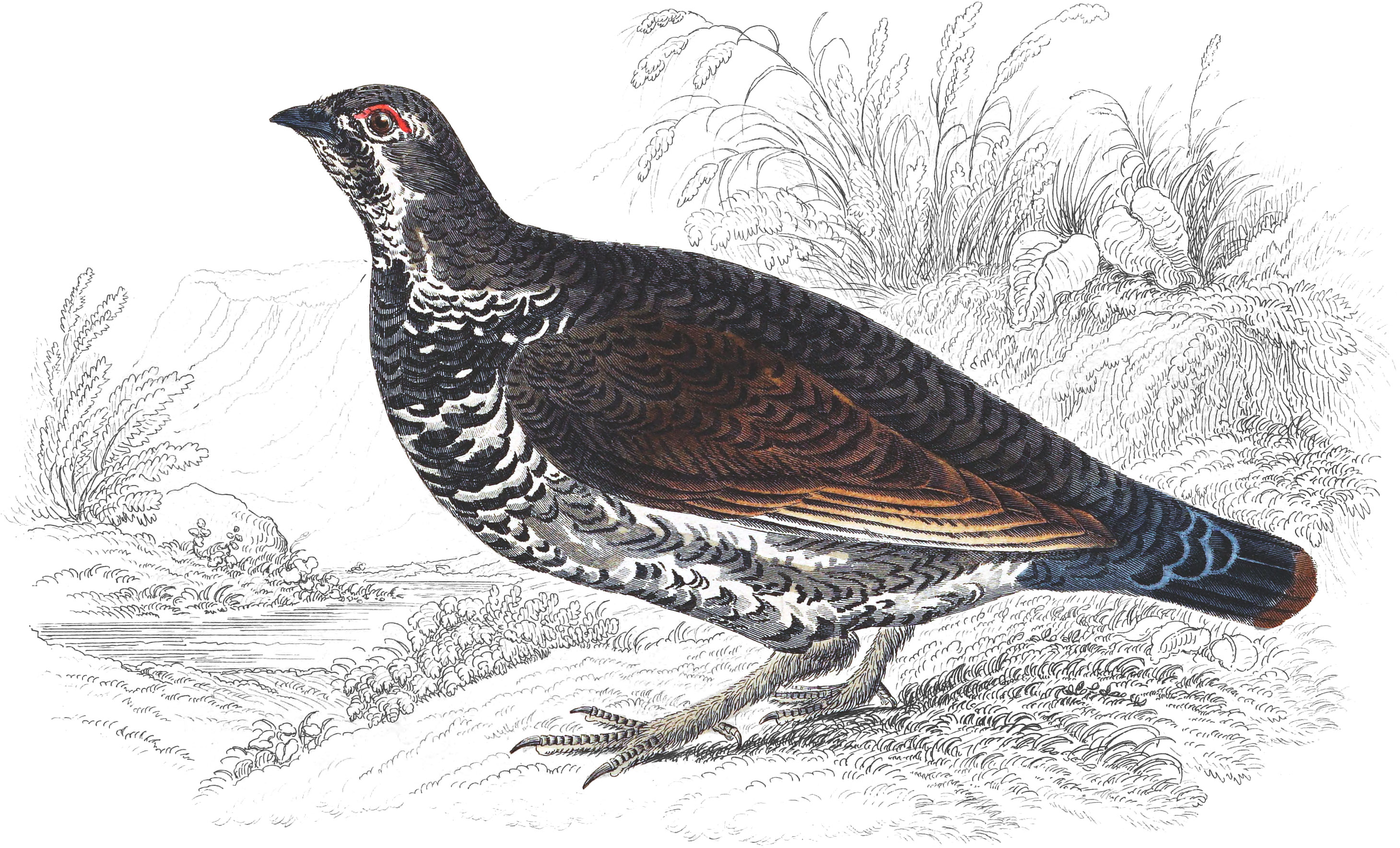 Canadian Grouse