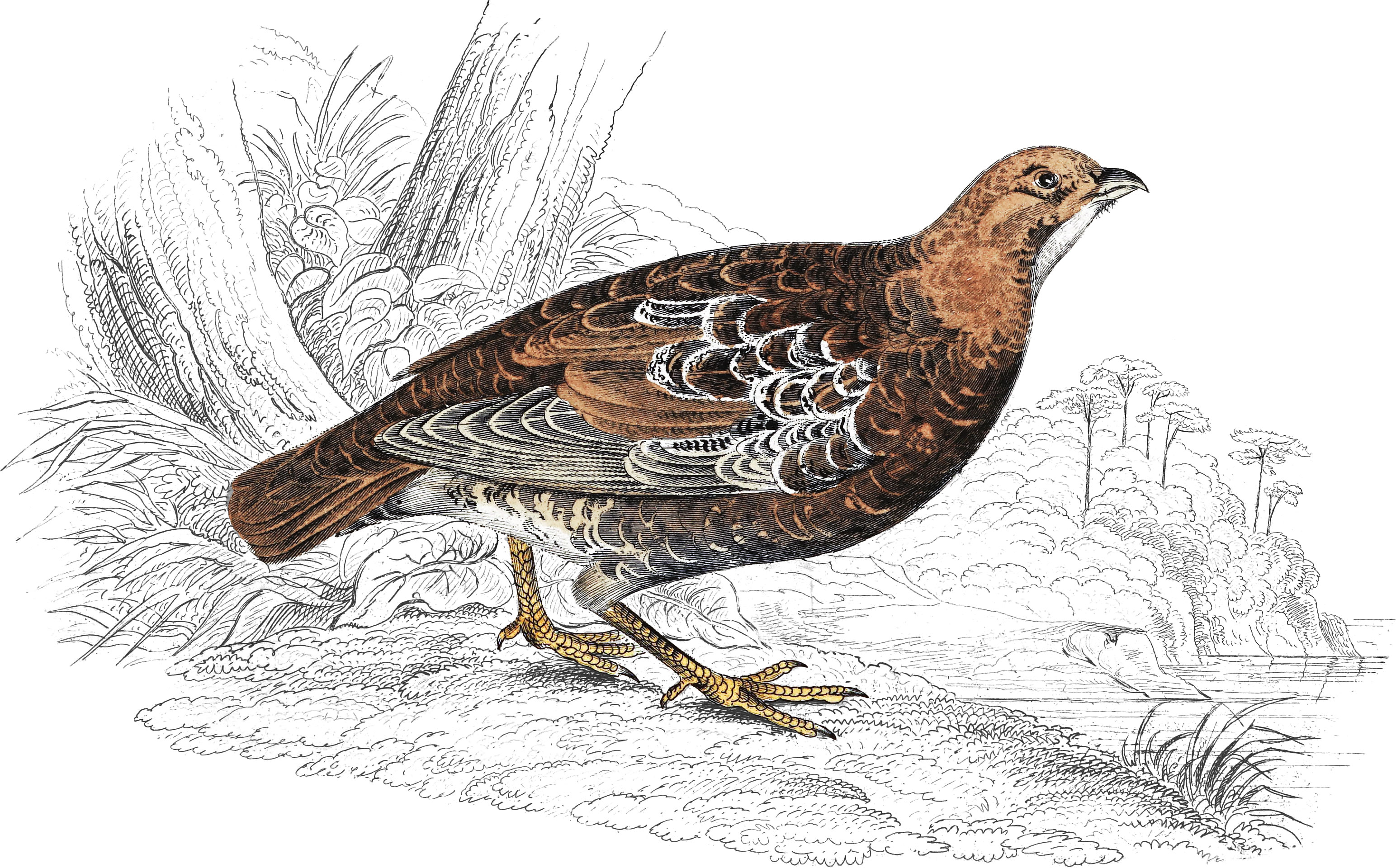 Mountain Partridge