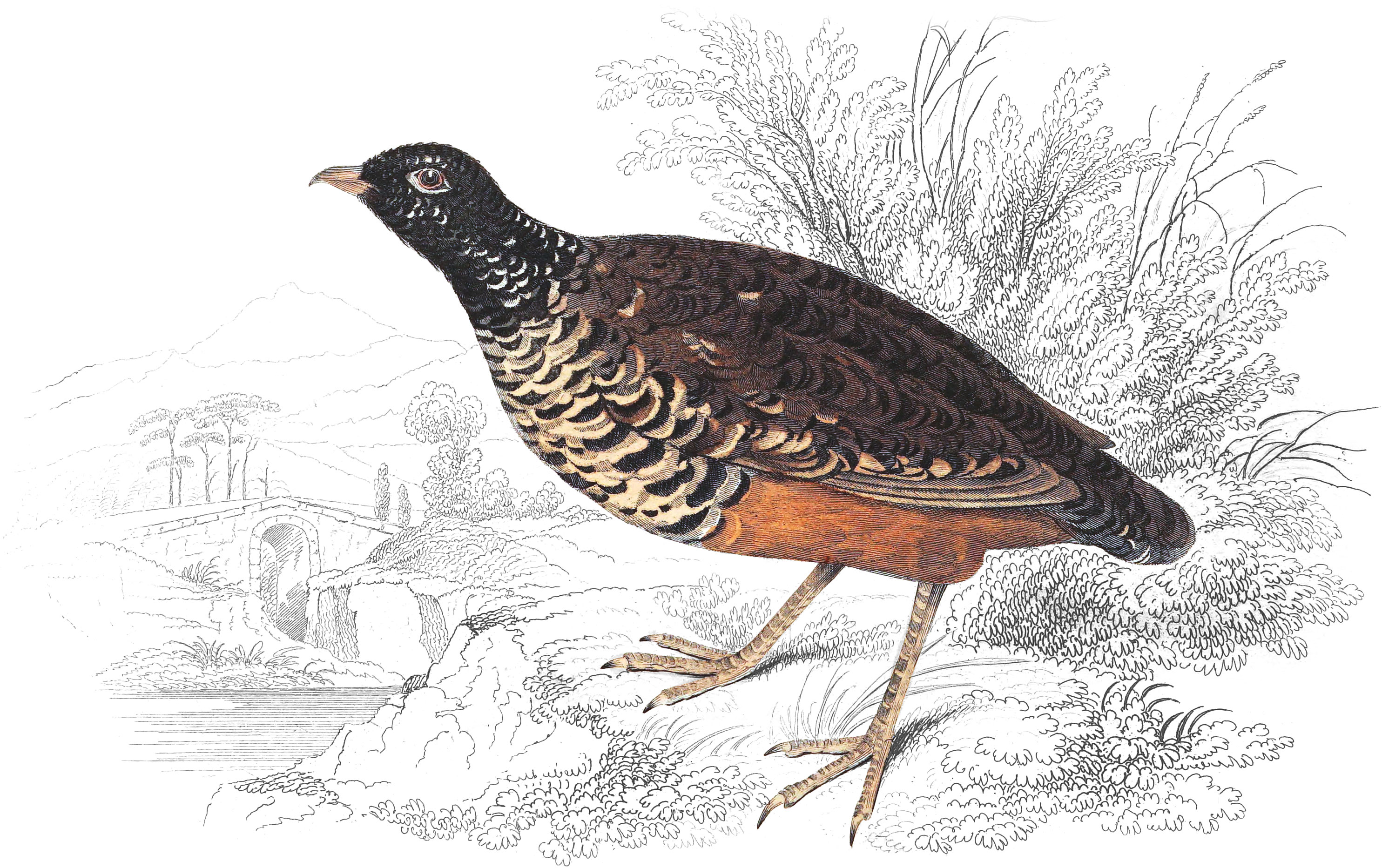 Black-Necked Ortygis