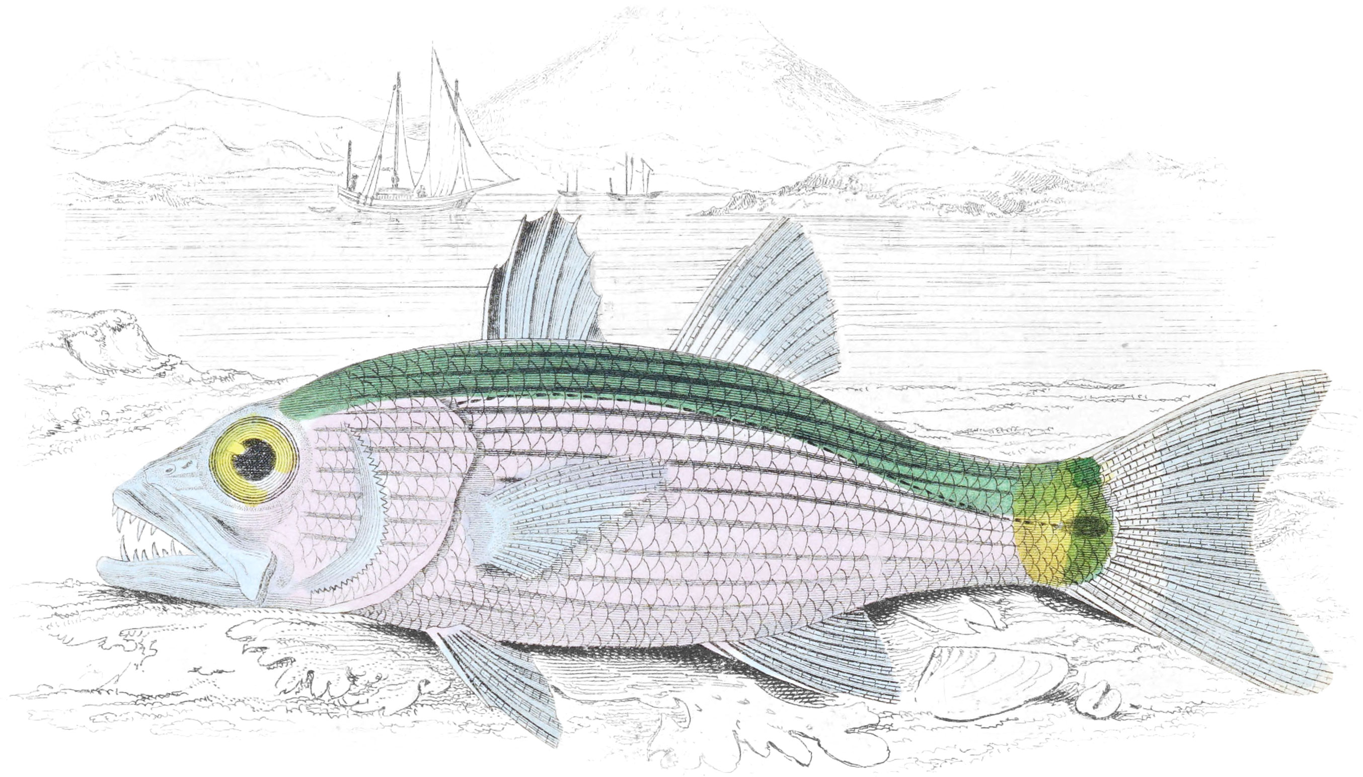 Arabian Cheilodipterus