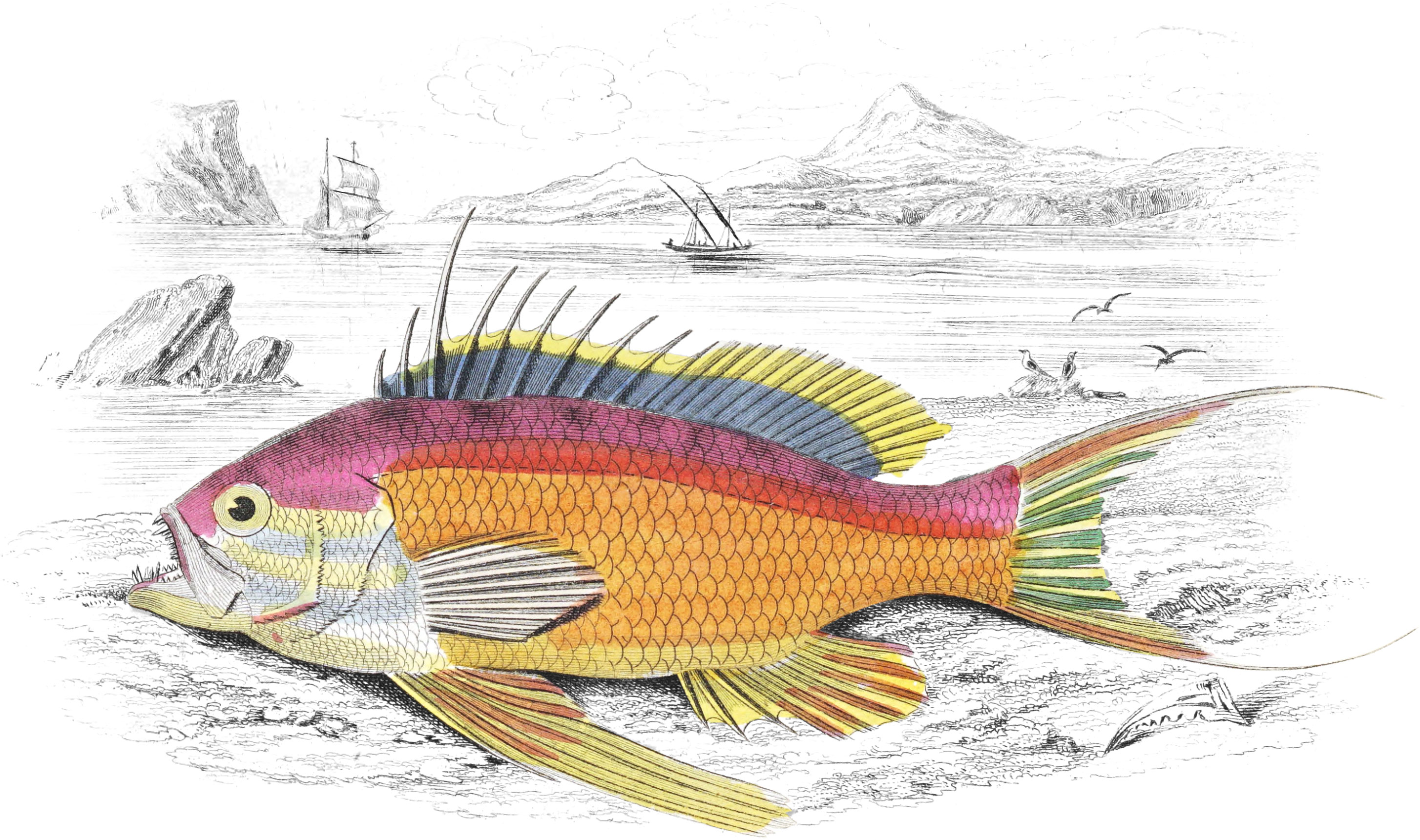 Spined Serranus