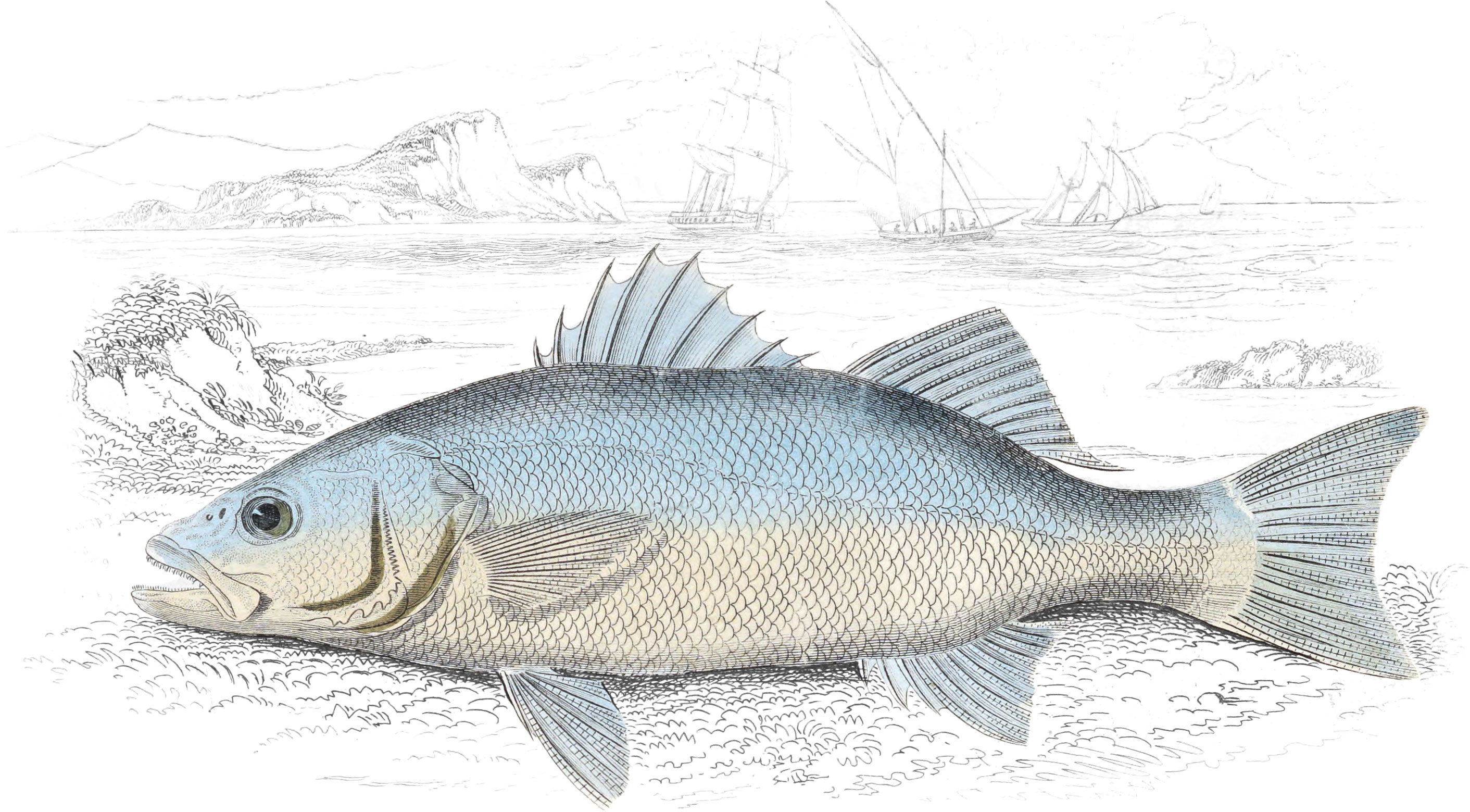 Basse, or Sea Perch