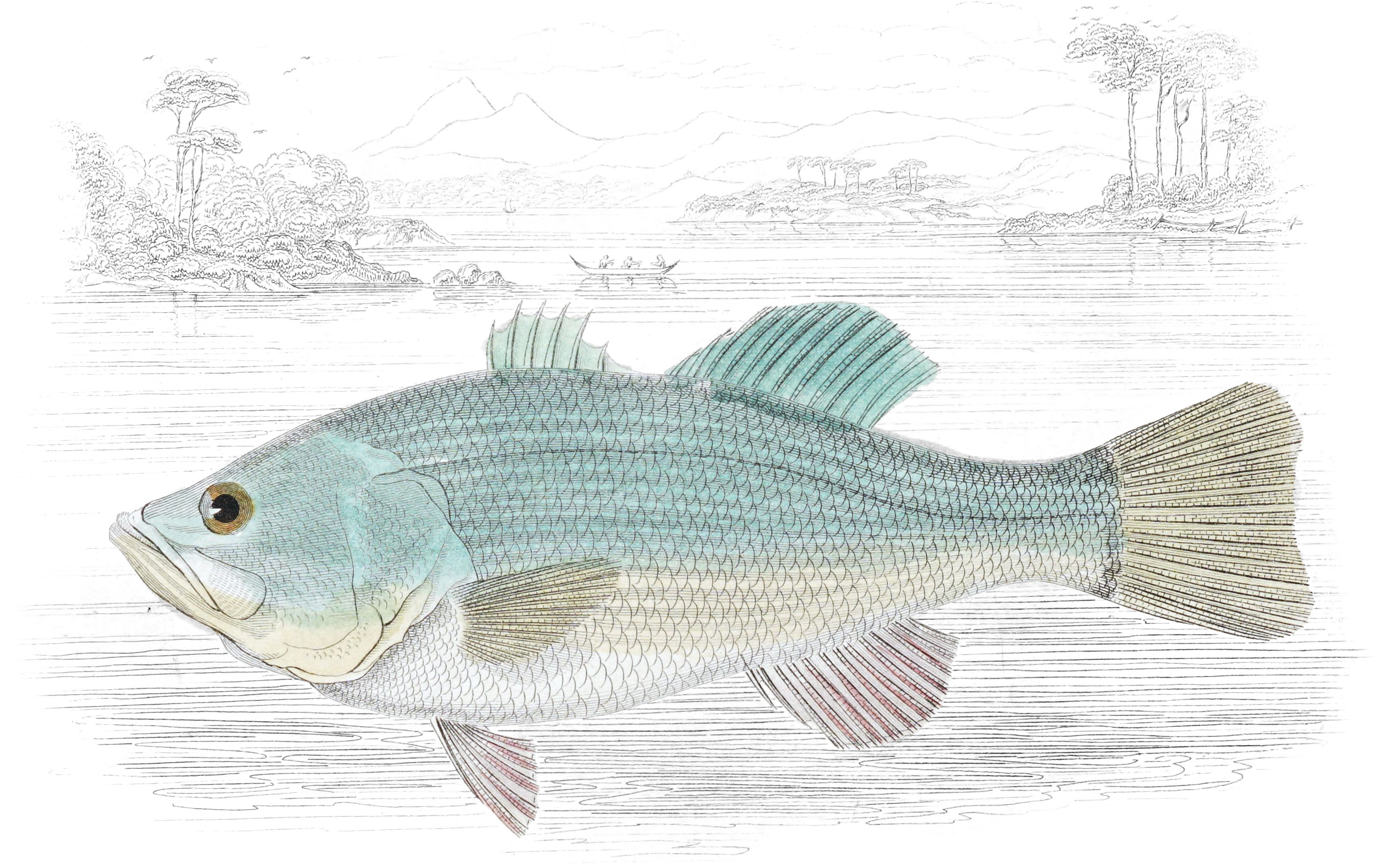 Black Bass of the Huron