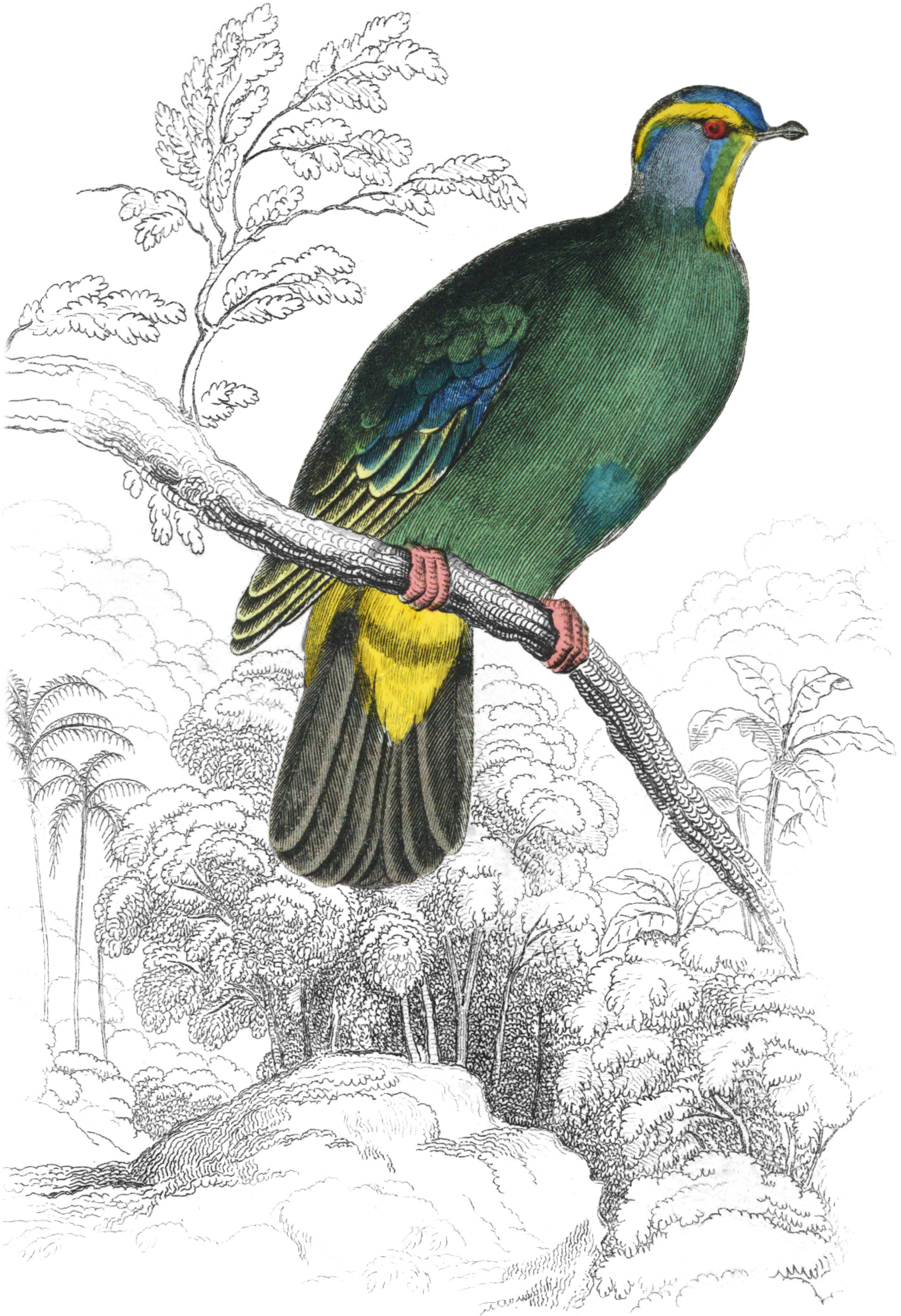 Blue-Capped Turteline