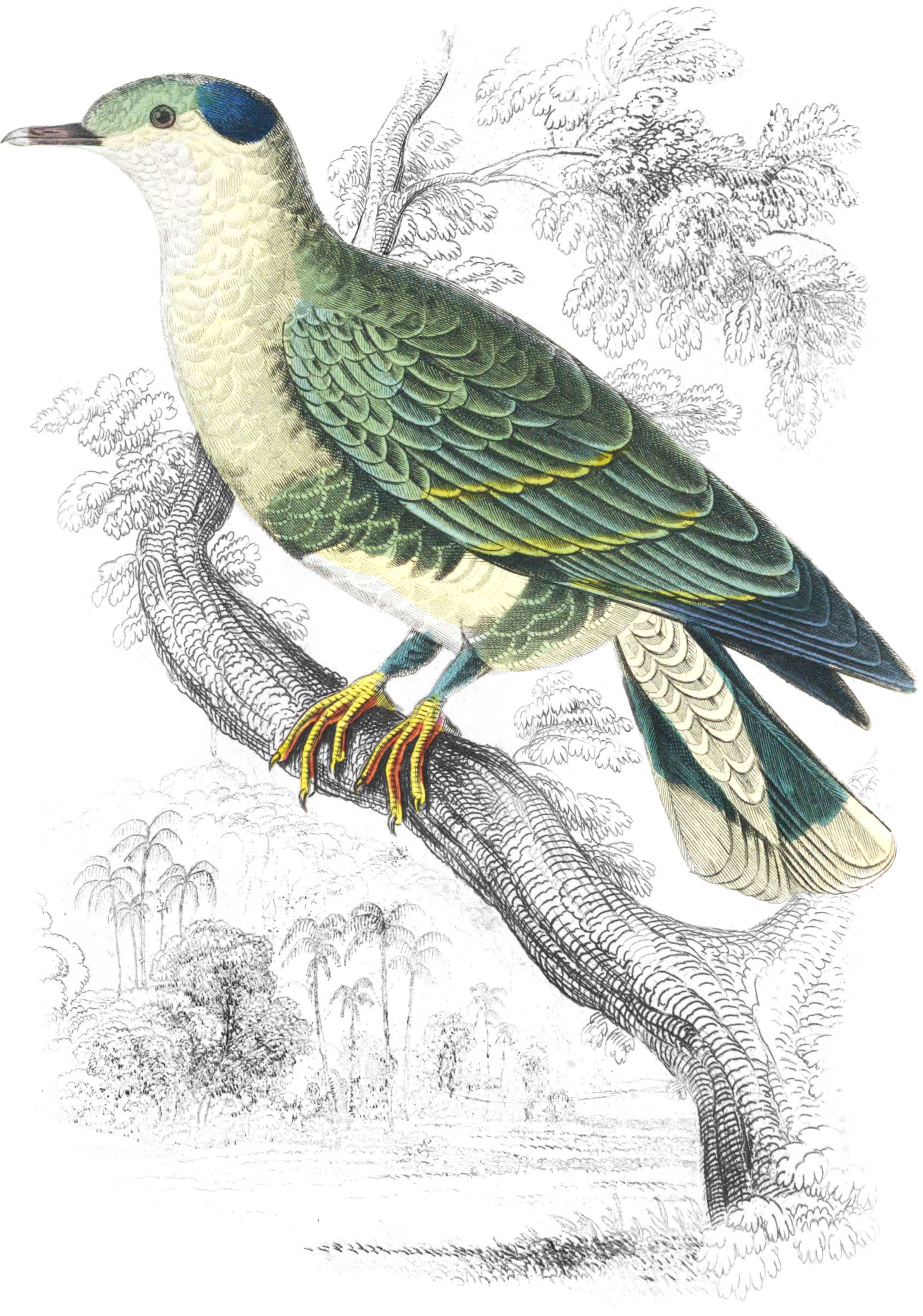 Blue and Green Turteline