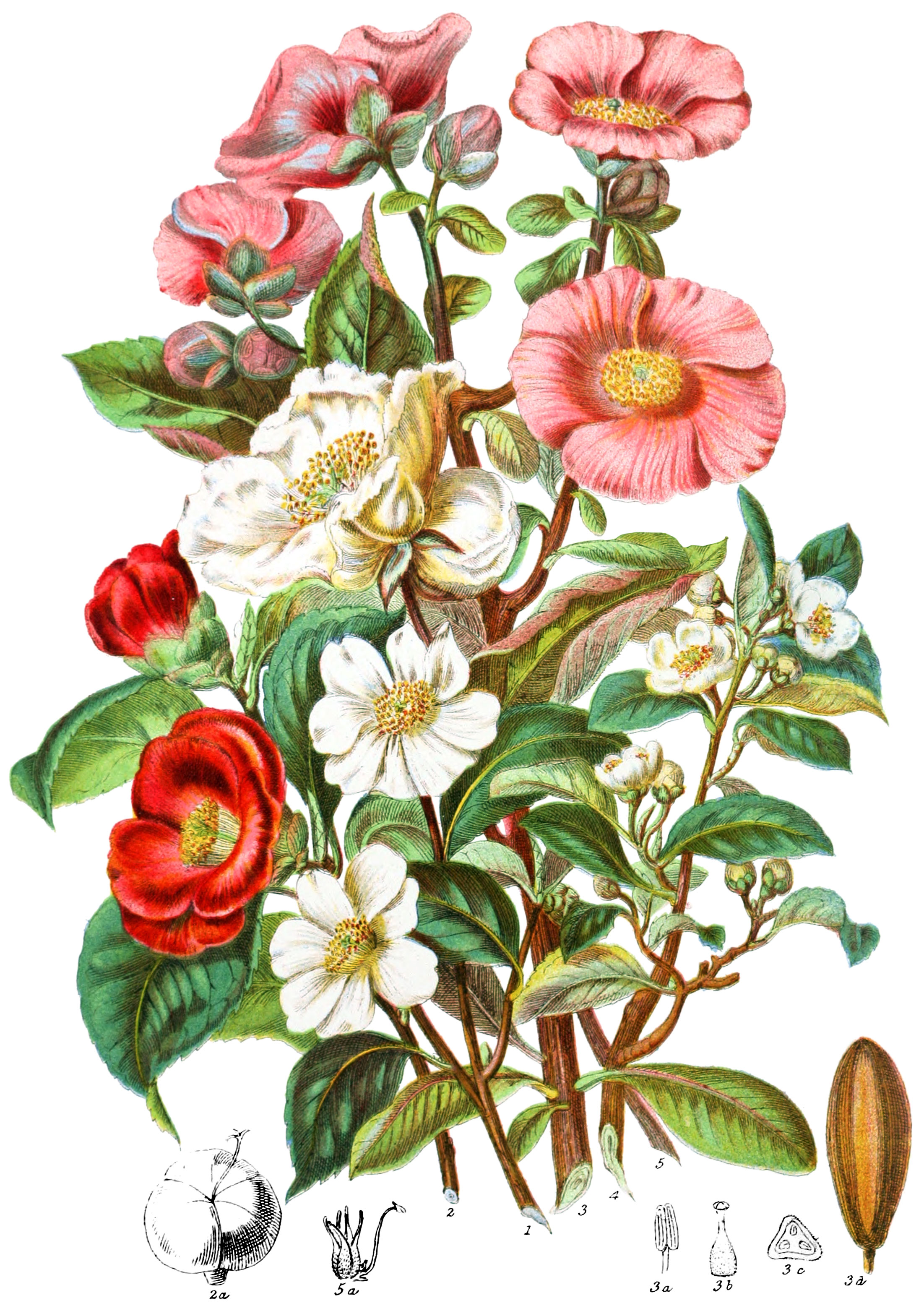 Camelliaceæ