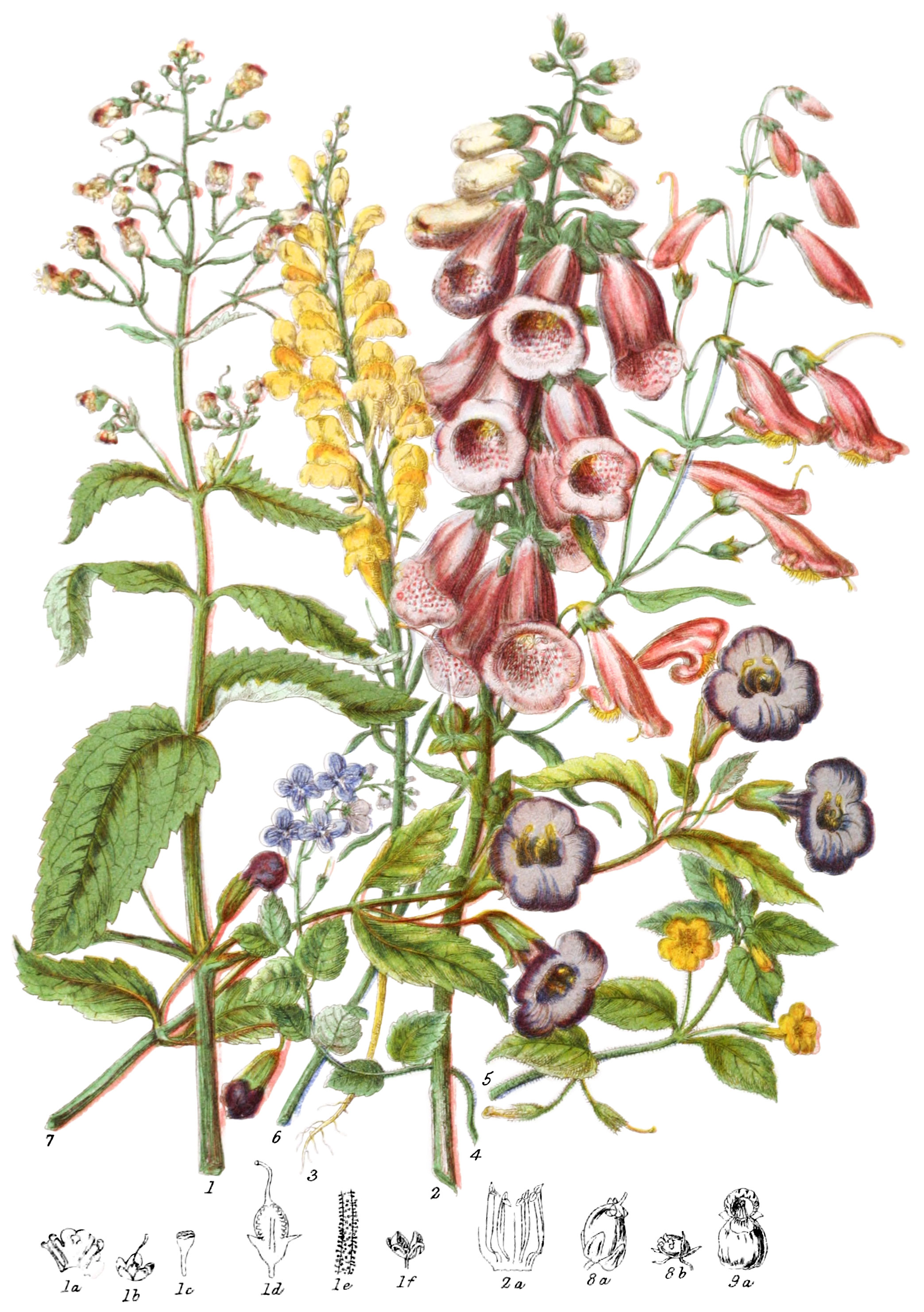 Scrophulariaceæ