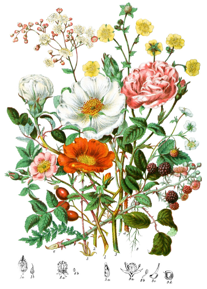 Rosaceæ, The Rose Tribe - Illustrations of the Natural Orders of Plants