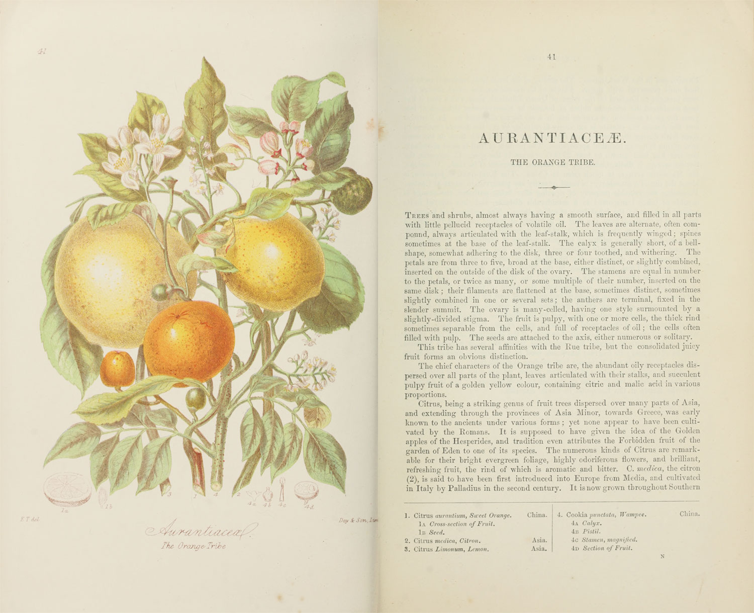 Scans of the original illustration and description of Aurantaitaceæ, the Orange Tribe