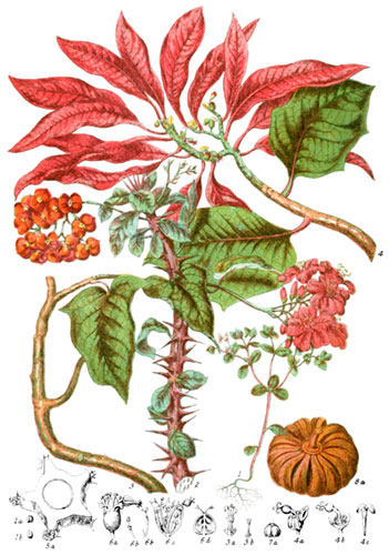 Euphorbiaceæ