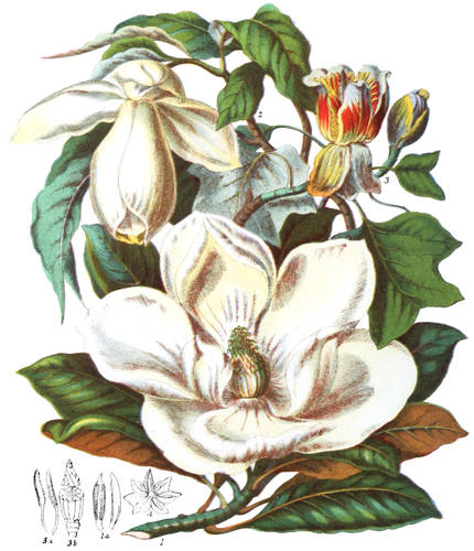 Magnoliaceæ