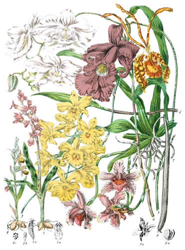 Orchidaceæ
