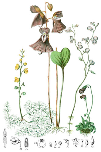 Utriculariaceæ
